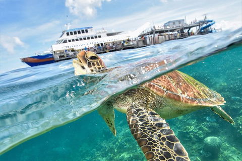 Outer Reef Pontoon Experience From Cairns - Tourism Brisbane 5