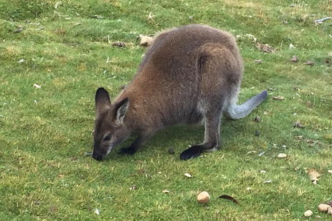 Cradle Mountain Day Tour From Launceston Including Lunch - Brisbane Tourism 5
