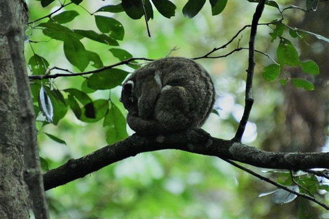 Private Daintree And Cape Tribulation Tour From Port Douglas - Tourism Brisbane 5
