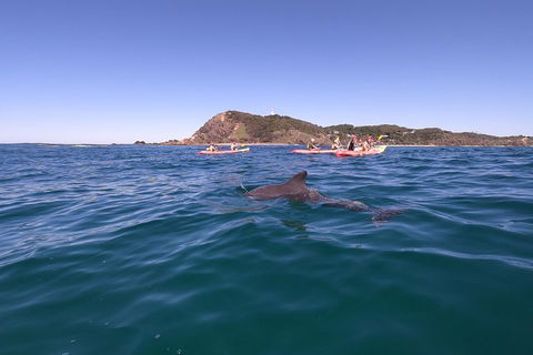 Kayaking With Dolphins In Byron Bay Guided Tour - Tourism Brisbane 5