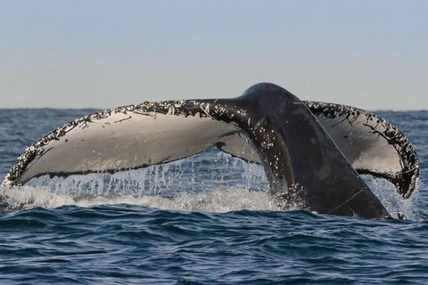 Sydney Whale-Watching Cruise Including Lunch Or Breakfast - Tourism Brisbane 0
