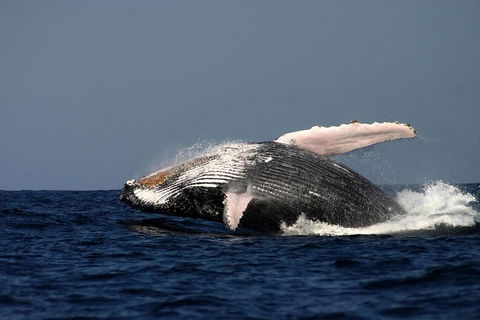 Sydney Whale-Watching Cruise Including Lunch Or Breakfast - Tourism Brisbane 1