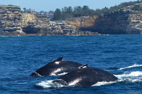 Sydney Whale-Watching Cruise Including Lunch Or Breakfast - Tourism Brisbane 2