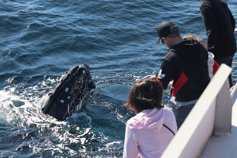 Sydney Whale-Watching Cruise Including Lunch Or Breakfast - Tourism Brisbane 5
