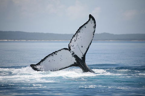 Hervey Bay Whale Watching Cruise - Tourism Brisbane 0