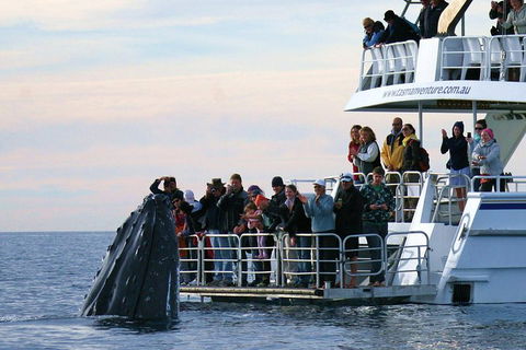 Hervey Bay Whale Watching Cruise - Tourism Brisbane 1