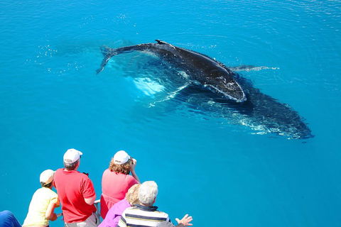 Hervey Bay Whale Watching Cruise - Tourism Brisbane 2