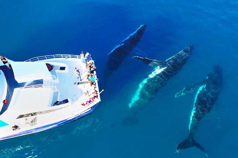 Hervey Bay Whale Watching Cruise - Tourism Brisbane 3