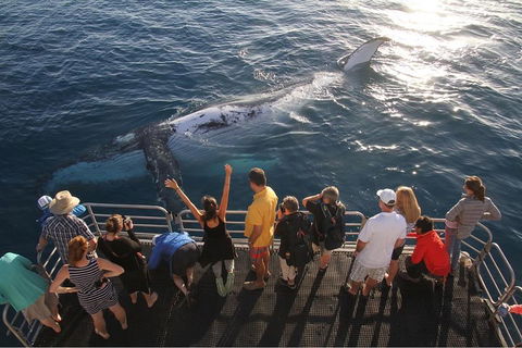Hervey Bay Whale Watching Cruise - Tourism Brisbane 4