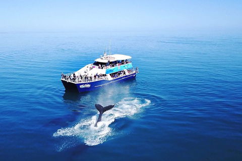 Hervey Bay Whale Watching Cruise - Tourism Brisbane 5