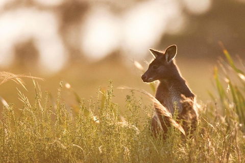 Blue Mountains Day Tour With Wildlife At Sunset From Sydney - Tourism Brisbane 2