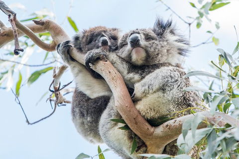 Great Ocean Road And 12 Apostles Day Trip From Melbourne - Tourism Brisbane 1