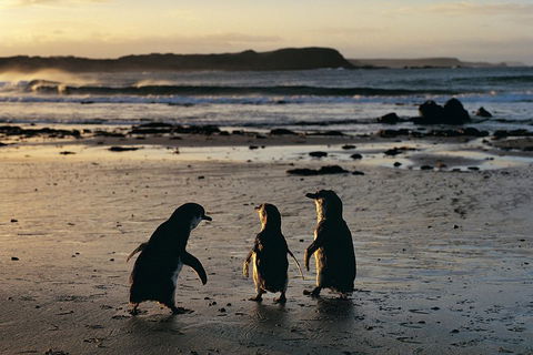 Phillip Island Penguin Parade Day Trip With Koala Conservation Reserve Visit - Tourism Brisbane 0