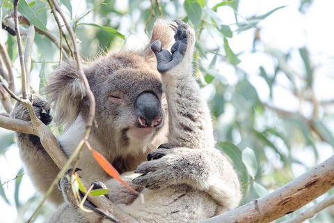 Phillip Island Penguin Parade Day Trip With Koala Conservation Reserve Visit - Tourism Brisbane 2