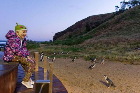 Phillip Island Penguin Parade Day Trip With Koala Conservation Reserve Visit - Tourism Brisbane 3