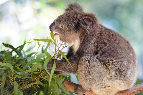 Blue Mountains Private Tour With Kangaroos & Koala Encounter - Tourism Brisbane 0