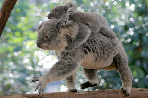 Lone Pine Koala Sanctuary Admission With Brisbane River Cruise - Tourism Brisbane 0