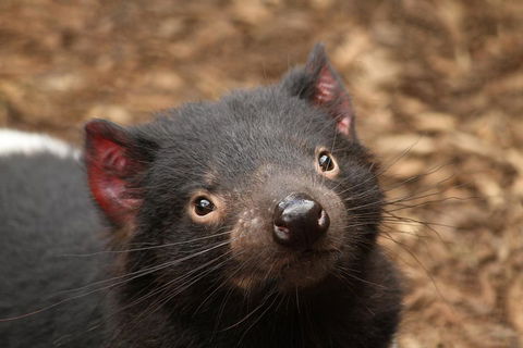 Day Tour In Mt. Field, Mt. Wellington, Bonorong Wildlife Sanctuary And Richmond - Tourism Brisbane 4