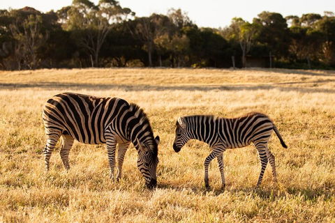 Sunset Safari At Werribee Open Range Zoo - Tourism Brisbane 3