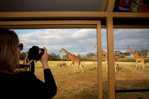 Sunset Safari At Werribee Open Range Zoo - Tourism Brisbane 4