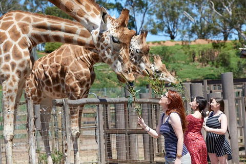 Slumber Safari At Werribee Open Range Zoo - Tourism Brisbane 3