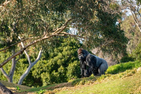 Early Morning Savannah Experience - Tourism Brisbane 0