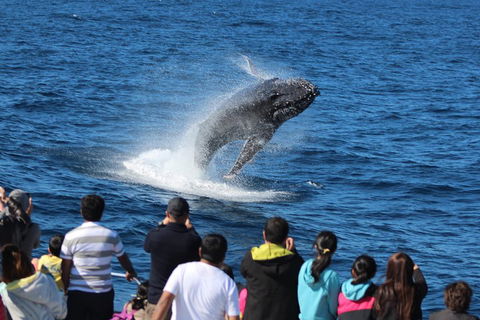 Tangalooma Island Resort Whale Watching Day Cruise - Tourism Brisbane 0