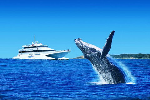 Tangalooma Island Resort Whale Watching Day Cruise - Tourism Brisbane 1