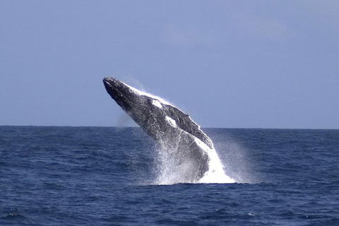 Tangalooma Island Resort Whale Watching Day Cruise - Tourism Brisbane 4