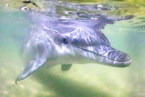 Tangalooma Island Resort Whale Watching Day Cruise With Dolphin Feeding - Tourism Brisbane 0