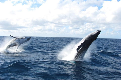 Tangalooma Island Resort Whale Watching Day Cruise With Dolphin Feeding - Tourism Brisbane 1