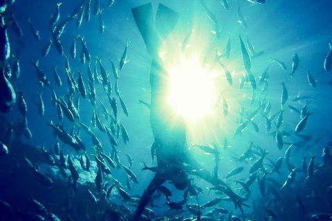 2-Day Whitsundays Sailing Adventure: SV Whitehaven - Tourism Brisbane 1
