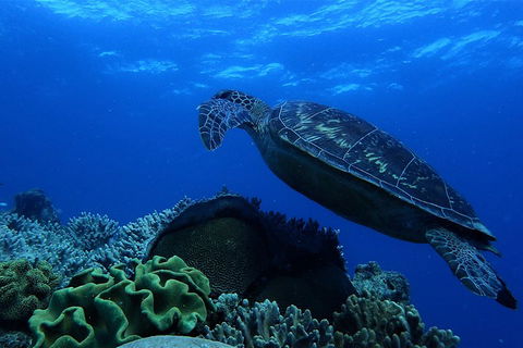 3 Day Whitsundays Sailing And Diving Adventure: Kiana - Tourism Brisbane 2