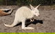 Very Best Of Perth Tour - Wildlife Park & City Highlights Tour - thumb 3