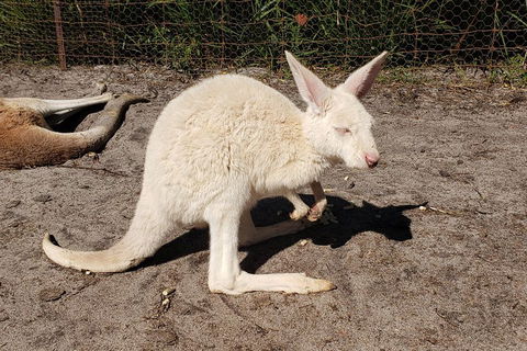 Very Best Of Perth Tour - Wildlife Park & City Highlights Tour - Tourism Brisbane 3