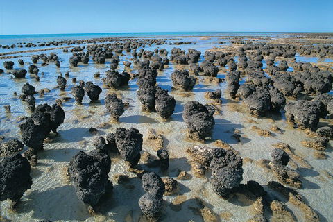 7-Day Exmouth Explorer Via Pinnacles Monkey Mia Ningaloo Reef Returning To Perth - Tourism Brisbane 3
