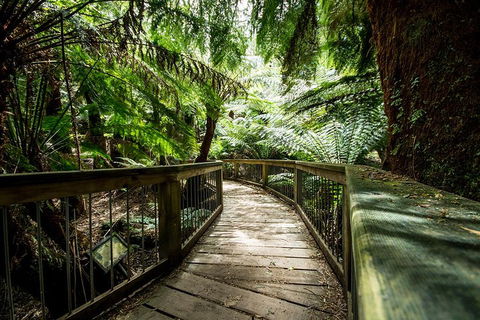 Melbourne To Adelaide South East Coast 3 Day Overland Tour - Tourism Brisbane 1