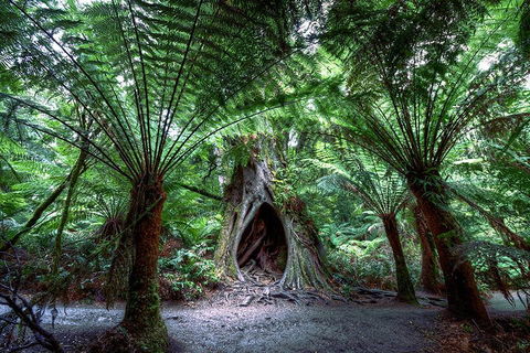 Small-Group Great Ocean Road And 12 Apostles Full-Day Tour From Melbourne - Tourism Brisbane 4