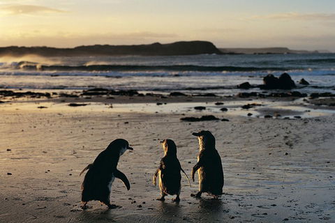 Small-Group Phillip Island Day Trip From Melbourne With Penguin Plus Viewing - Tourism Brisbane 2