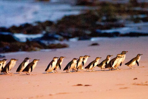 Small-Group Phillip Island Day Trip From Melbourne With Penguin Plus Viewing - Tourism Brisbane 4