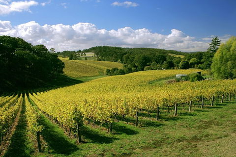 McLaren Vale And Glenelg Wine Tasting And Sightseeing (Half-day Afternoon) - Tourism Brisbane 4