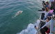 Phillip Island Whale Watching Tour - thumb 5