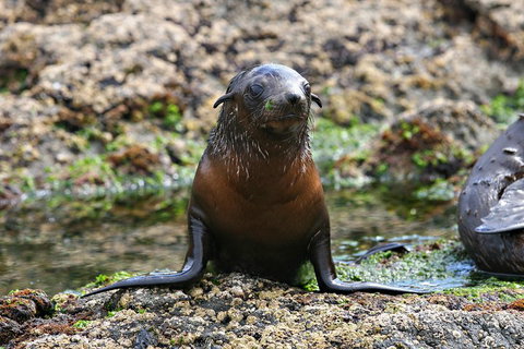 Phillip Island Seal-Watching Cruise - Brisbane Tourism 0