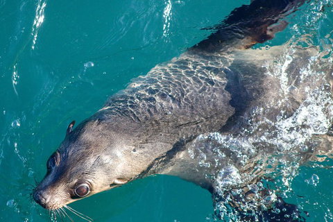 Phillip Island Seal-Watching Cruise - Brisbane Tourism 3