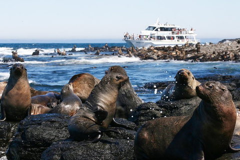 Phillip Island Seal-Watching Cruise - Brisbane Tourism 5