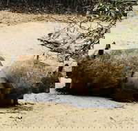 Phillip Island Penguin Parade Brighton Bathing Boxes and Wildlife Park Tour - Tourism Brisbane