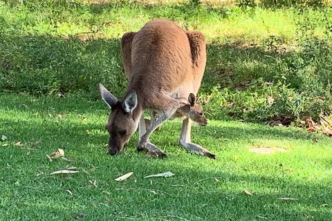 Pinnacles Day Trip From Perth Including Yanchep National Park - Tourism Brisbane 4