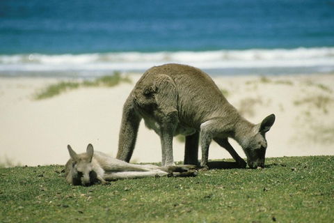Great Ocean Road Highlights Tour - 2 Days, 1 Night - Tourism Brisbane 2