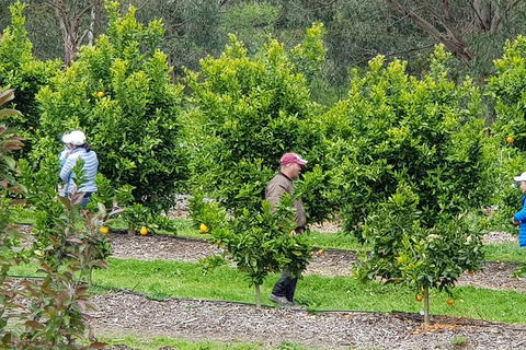 Dandenong Ranges And Rayners Orchard Tour From Melbourne - Tourism Brisbane 2