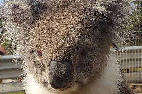 Full-Day Great Ocean Road Tour From Melbourne - Tourism Brisbane 3